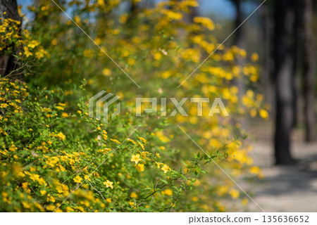 Yellow Wildflowers in a Forest Setting Yellow Wildflowers in a Forest Setting 135636652
