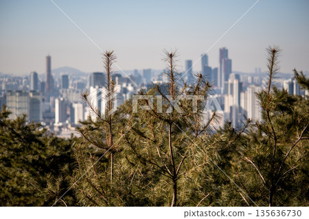 Seoul City Skyline with Pine Trees in Foreground Seoul City Skyline with Pine Trees in Foreground 135636730