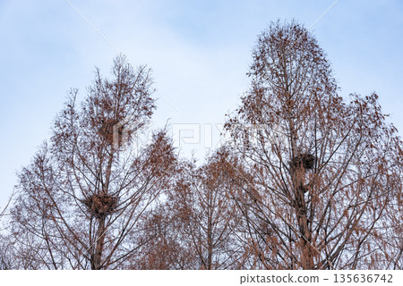 Leafless Trees with Bird Nests Against Clear Sky 135636742