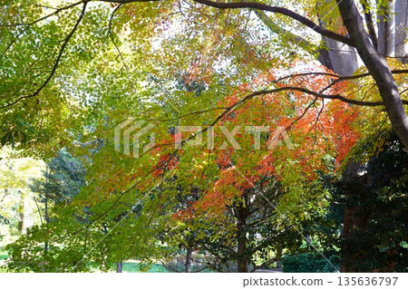 秋天的樹葉 135636797