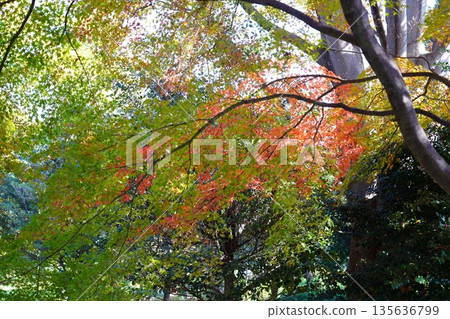 秋天的樹葉 135636799
