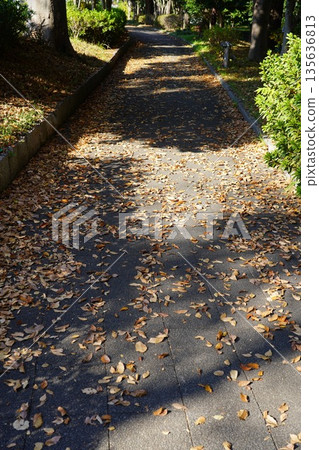 Tree trees Tree trees 135636813