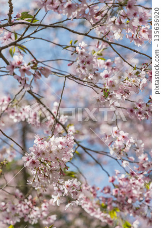 紐西蘭奧克蘭一樹山康沃爾公園的櫻花盛開 紐西蘭奧克蘭一樹山康沃爾公園的櫻花盛開 135636920