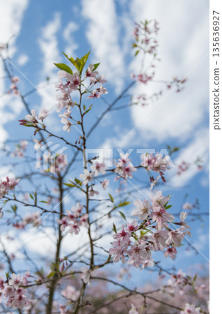 紐西蘭奧克蘭一樹山康沃爾公園的櫻花盛開 紐西蘭奧克蘭一樹山康沃爾公園的櫻花盛開 135636927