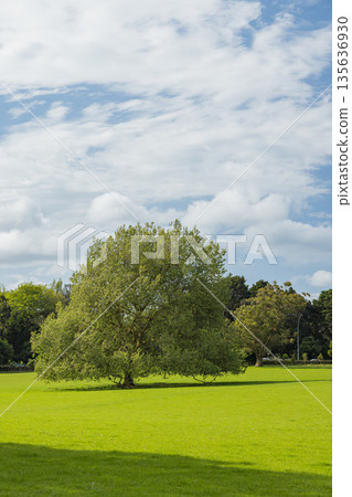 紐西蘭奧克蘭一樹山康沃爾公園 紐西蘭奧克蘭一樹山康沃爾公園 135636930