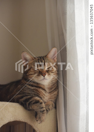 A window scene with a cat A window scene with a cat 135637045