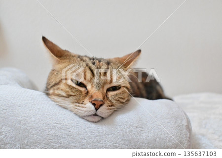Relaxed expression of a napping cat Relaxed expression of a napping cat 135637103
