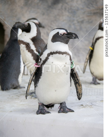 Penguin 135637149