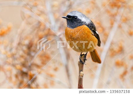 A male Daurian redstart puffing up its feathers 135637158