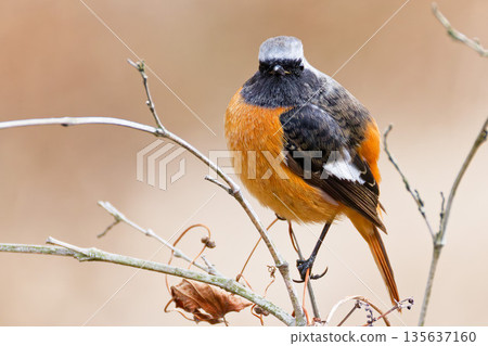 A perfectly round male Daurian redstart looking at you A perfectly round male Daurian redstart looking at you 135637160