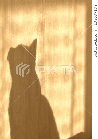 Shadow of a cat and curtains on the wall 135637178