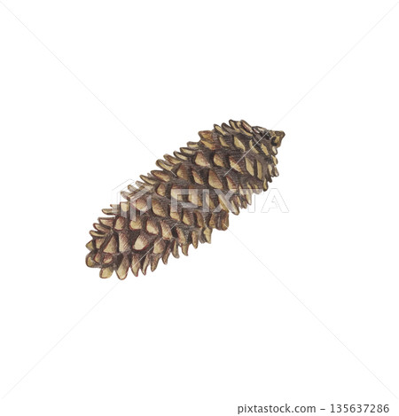 Watercolor illustration of a pine cone, hand painted forest element with detailed scales. Natural botanical art, realistic conifer seed, isolated on white background, rustic woodland paint for decor 135637286