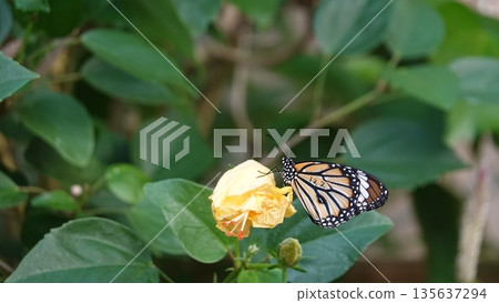 Beautiful butterflies Beautiful butterflies 135637294