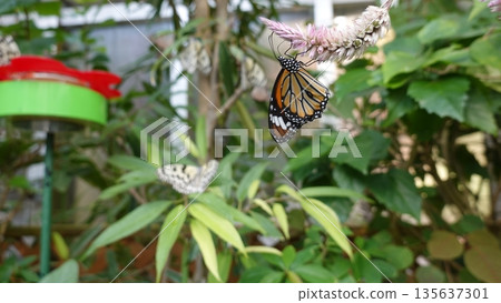 Beautiful butterflies Beautiful butterflies 135637301