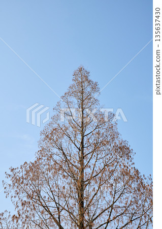 A symbolic panoramic view of the winter-withered metasequoia trees standing in the park A symbolic panoramic view of the winter-withered metasequoia trees standing in the park 135637430