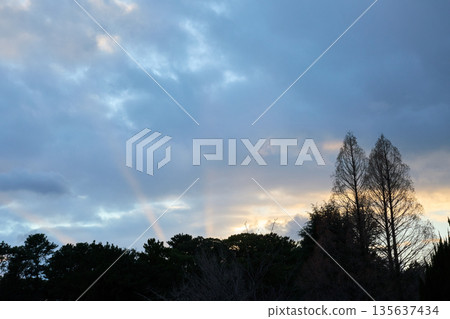 冬日里枯萎的紫杉和漸暗的冬日天空 冬日里枯萎的紫杉和漸暗的冬日天空 135637434