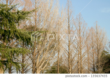 A winter collaboration between leafless ginkgo and metasequoia A winter collaboration between leafless ginkgo and metasequoia 135637435