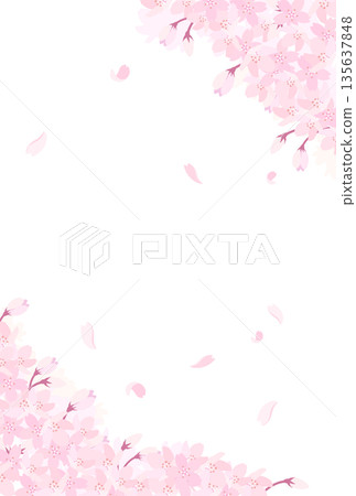 盛開的櫻花插圖_豎版 4 盛開的櫻花插圖_豎版 4 135637848