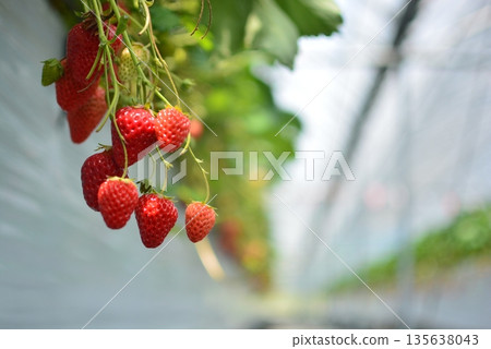 來自朝倉草莓採摘農場的紅草莓 135638043
