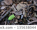 A cocoon and branch of the Usutabi moth that fell on fallen leaves 135638044