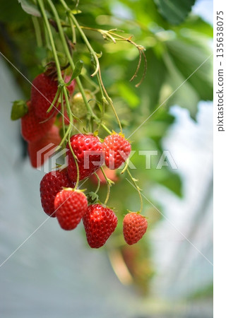 Asakura: Red ripe strawberries 135638075