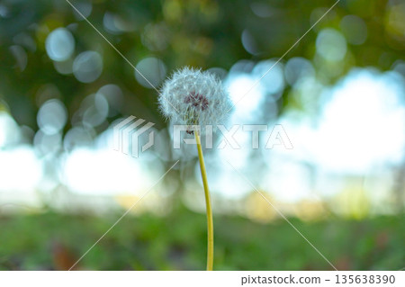 Dandelion swaying in the wind 135638390