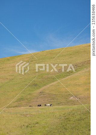 從紐西蘭霍克斯灣的佩卡佩卡地區公園眺望山 從紐西蘭霍克斯灣的佩卡佩卡地區公園眺望山 135638466