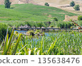 Pekapeka Regional Park, a protected wetland area in the Hawke's Bay region of New Zealand 135638476