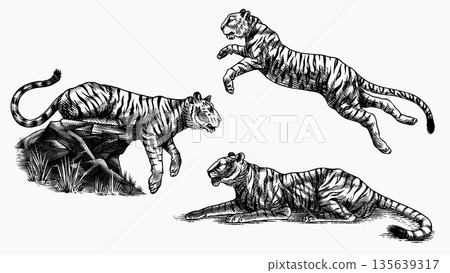Realistic black and white Tigers drawing in very detailed old engraving style. Pen and ink used 135639317