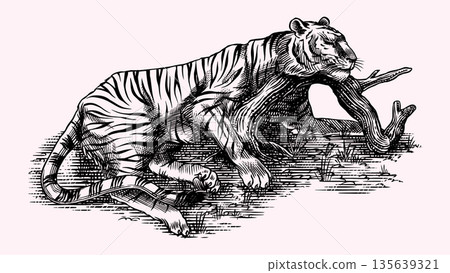 Realistic black and white sleeping Tiger drawing in very detailed old engraving style. Pen and ink Realistic black and white sleeping Tiger drawing in very detailed old engraving style. Pen and ink 135639321