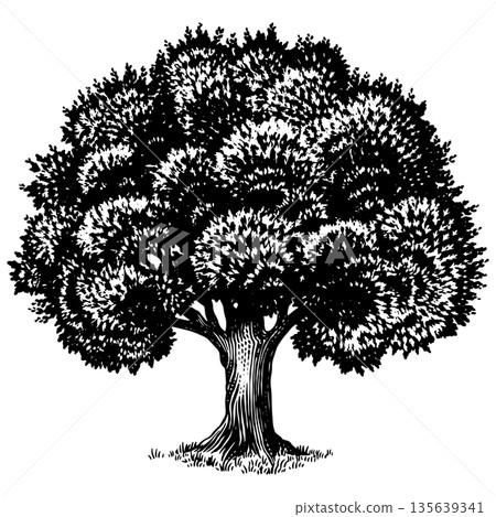 Old oak tree drawing. Black and white hand drawn engraving as a symbol of home, steady and peace Old oak tree drawing. Black and white hand drawn engraving as a symbol of home, steady and peace 135639341