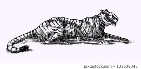 Realistic black and white laying Tiger drawing in very detailed old engraving style. Pen and ink 135639345