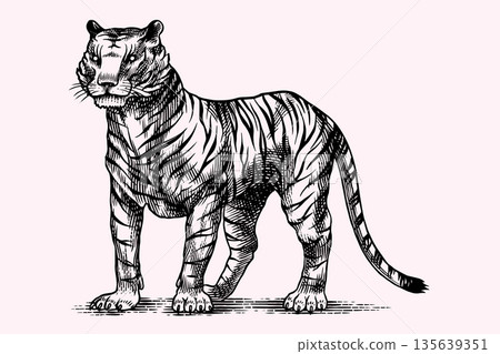 Realistic black and white Tiger standing drawing in very detailed old engraving style. Pen and ink Realistic black and white Tiger standing drawing in very detailed old engraving style. Pen and ink 135639351