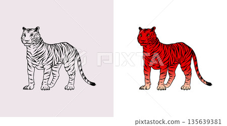 Realistic black and white Tiger standing drawing in very detailed old engraving style. Pen and ink 135639381