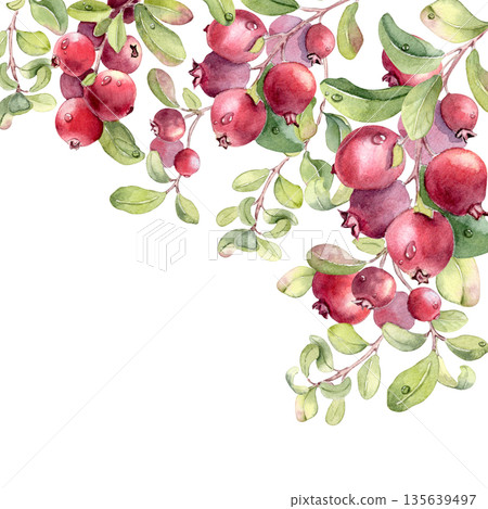 Watercolor corner border bright red berries and green stems on white background. Superfood northern berries artwork for food packaging, recipe card, or nature related design. Lingonberry frame card. Watercolor corner border bright red berries and green stems on white background. Superfood northern berries artwork for food packaging, recipe card, or nature related design. Lingonberry frame card. 135639497