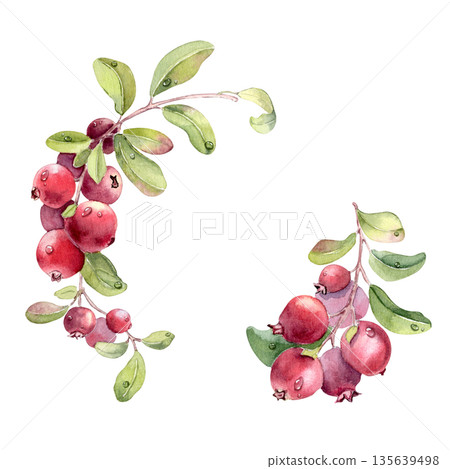 Watercolor hand drawn lingonberry and leaf with dew drop illustration isolated on white. Frame of fresh red berries on branch. Botanical element for greeting card design or food packaging. 135639498