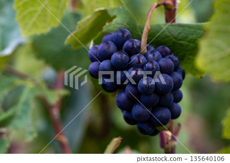 Epernay, Marne, Grand-Est, France, August, 28th, 2025, Champagne Area, Intimate shot revealing Epernay, Marne, Grand-Est, France, August, 28th, 2025, Champagne Area, Intimate shot revealing 135640106
