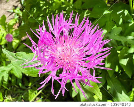 Vibrant pink flower blooming amid lush green foliage. 135640143