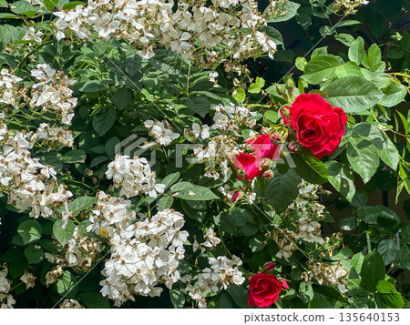 Red roses and white flowers in a lush garden setting. Red roses and white flowers in a lush garden setting. 135640153