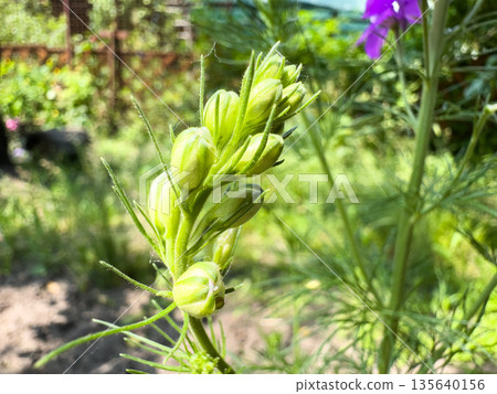 Green flower buds in a garden setting. Green flower buds in a garden setting. 135640156