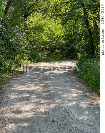 Sunlit forest path surrounded by lush green trees. 135640159
