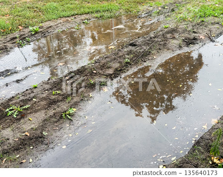 Rain puddles on muddy path reflecting trees in nature setting. 135640173