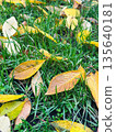 Fall leaves lying on fresh green grass 135640181