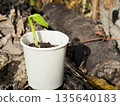 Young sprout in paper cup amidst soil and fallen leaves. 135640183