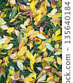 Colorful autumn leaves scattered on the grass 135640184