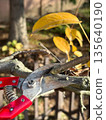 Pruning shears cutting a branch 135640190