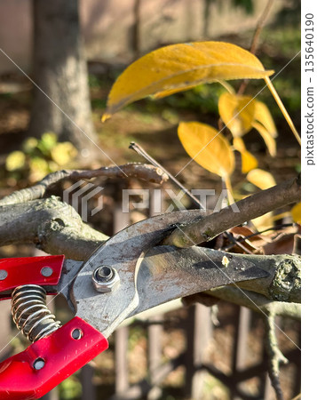 Pruning shears cutting a branch 135640190
