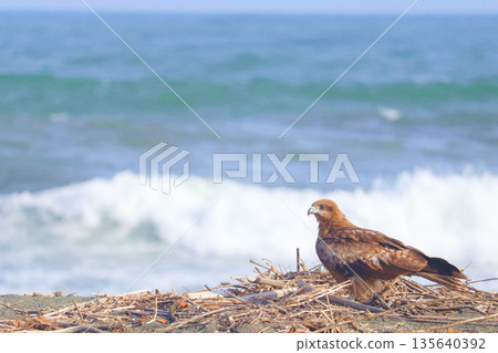 黑鳶和白浪 135640392