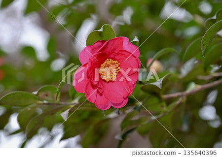 Red sasanqua flower 135640396