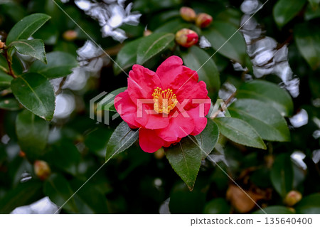 Red sasanqua flower Red sasanqua flower 135640400